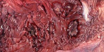 ineklerde Mide Ülseri