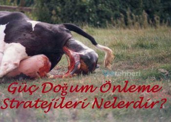 ineklerde Güç Doğum Yönetimi ve Önleme Stratejileri
