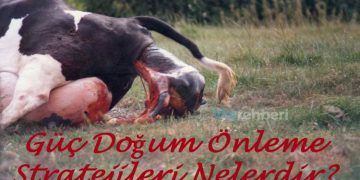 ineklerde Güç Doğum Yönetimi ve Önleme Stratejileri