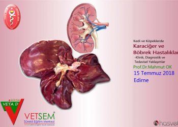 Kedi ve Köpeklerde Karaciğer ve Böbrek Hastalıkları