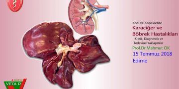 Kedi ve Köpeklerde Karaciğer ve Böbrek Hastalıkları