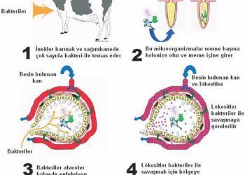 Meme Savunma Sistemi Üzerine Vitamin E ve Selenyumun Etkisi
