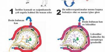 Meme Savunma Sistemi Üzerine Vitamin E ve Selenyumun Etkisi