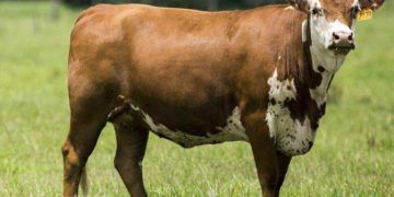 Peripartum Dönem Yönetimi Neden Önemlidir?