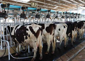 Sağımda Geçen Günler