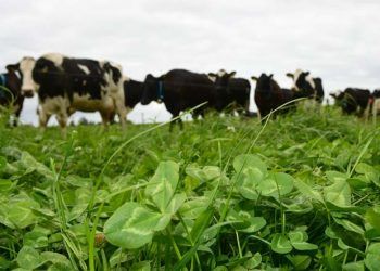 Yonca Hastalığı Nedir?