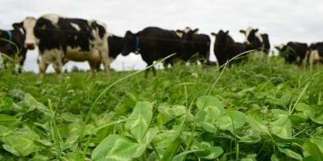 Yonca Hastalığı Nedir?