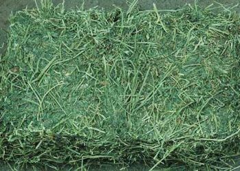 Yonca Kuru Otu Nedir?