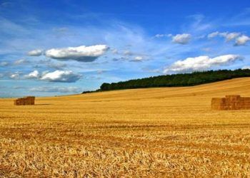 Yonca Samanı Nedir?