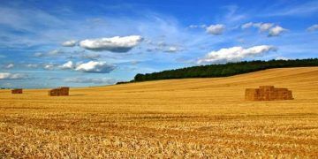 Yonca Samanı Nedir?