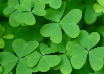 Yonca Taşları Nedir?