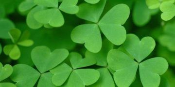 Yonca Taşları Nedir?