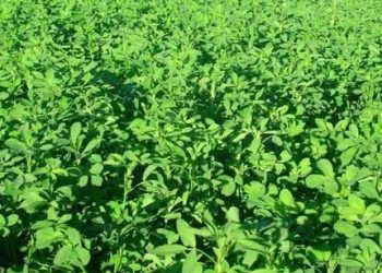 Yonca Zehirlenmesi Nedir?