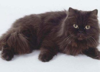 York Çikolata Kedisi Nedir?