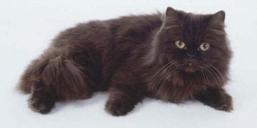 York Çikolata Kedisi Nedir?