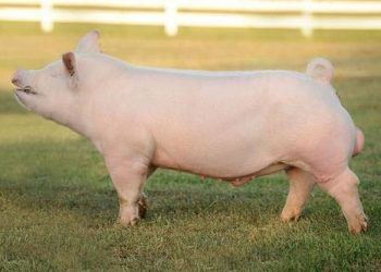 Yorkshire Domuzu Nedir?