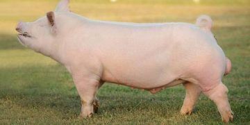 Yorkshire Domuzu Nedir?