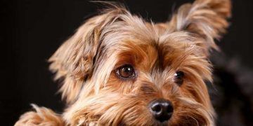 Yorkshire Teriyeri Nedir?