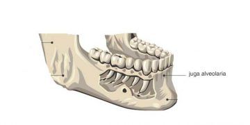 Yuga Alveolarya Nedir?