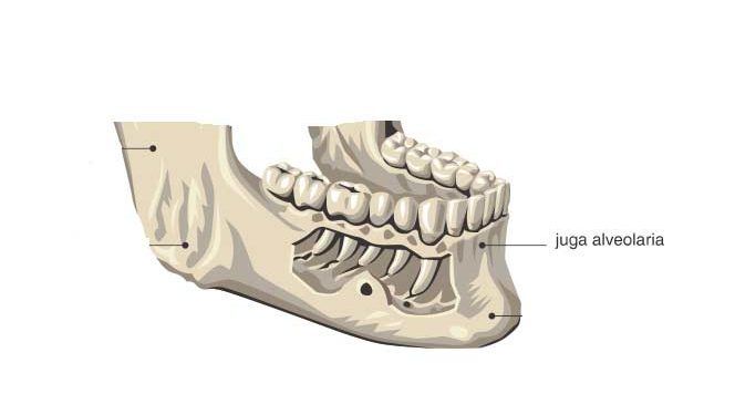 Yuga Alveolarya Nedir?