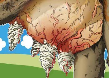 Çiftliklerde Yapılan Somatik Hücre Sayısında Artışa Neden 5 Önemli Yanlış