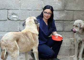 Ölümü bekleyen köpekleri hayata bağladı
