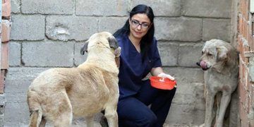 Ölümü bekleyen köpekleri hayata bağladı
