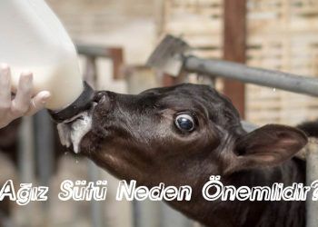 Ağız Sütü Neden Önemlidir?