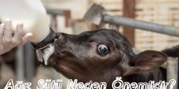 Ağız Sütü Neden Önemlidir?