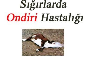 Bovine Petechial Fever