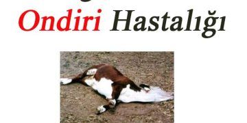 Bovine Petechial Fever