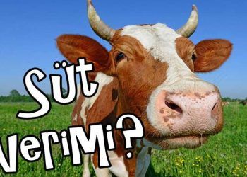 Doğumdan sonra ineklerin süt veriminin takibi neden önemlidir?