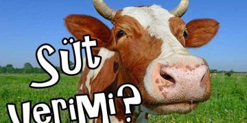 Doğumdan sonra ineklerin süt veriminin takibi neden önemlidir?