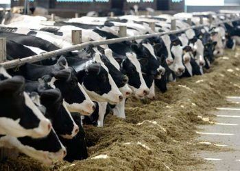 Fresh Grup ineklerin gözlemlenmesi neden önemlidir?