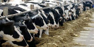 Fresh Grup ineklerin gözlemlenmesi neden önemlidir?