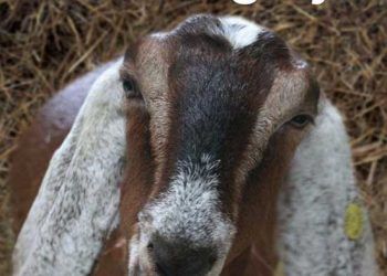 Keçi Tıbbı ve Cerrahisi