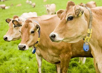 Hepatik Lipidozis Tedavisi