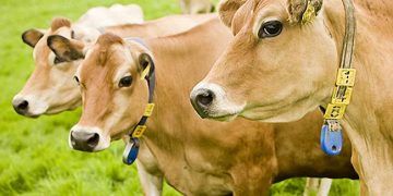 Hepatik Lipidozis Tedavisi