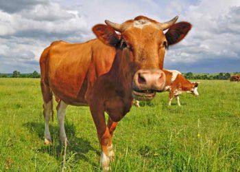 Hepatik Lipidozisin tanısı