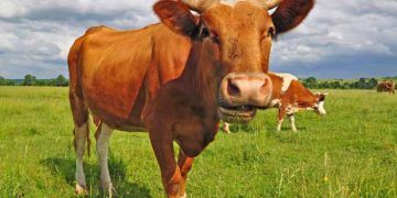 Hepatik Lipidozisin tanısı