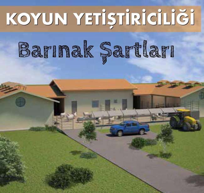 Koyun Yetiştiriciliği Barınak Şartları