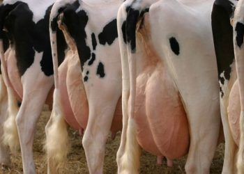 Mastitis şekillenmeyen bir işletme düşünülebilir