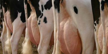 Mastitis şekillenmeyen bir işletme düşünülebilir