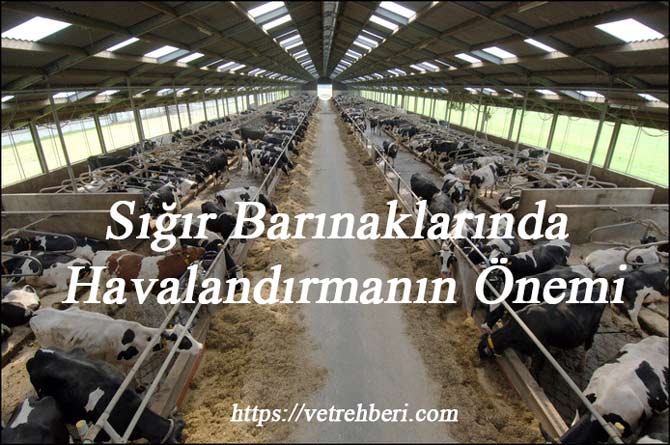 Sığır Barınaklarında Havalandırmanın Önemi