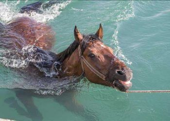 Sıcak havada bunalan atları nehirde serinletiyorlar