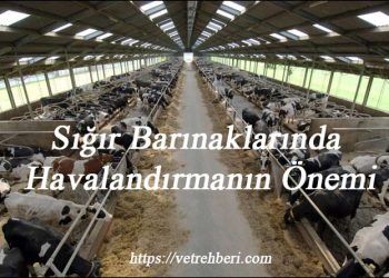 Sığır Barınaklarında Havalandırmanın Önemi