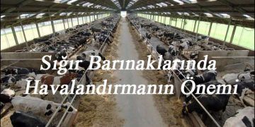 Sığır Barınaklarında Havalandırmanın Önemi