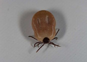 Sığırlarda Tick Borne Fever