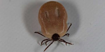 Sığırlarda Tick Borne Fever