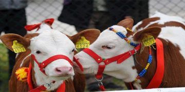 Büyükbaş ve Küçükbaş Hayvancılık Çalıştayı